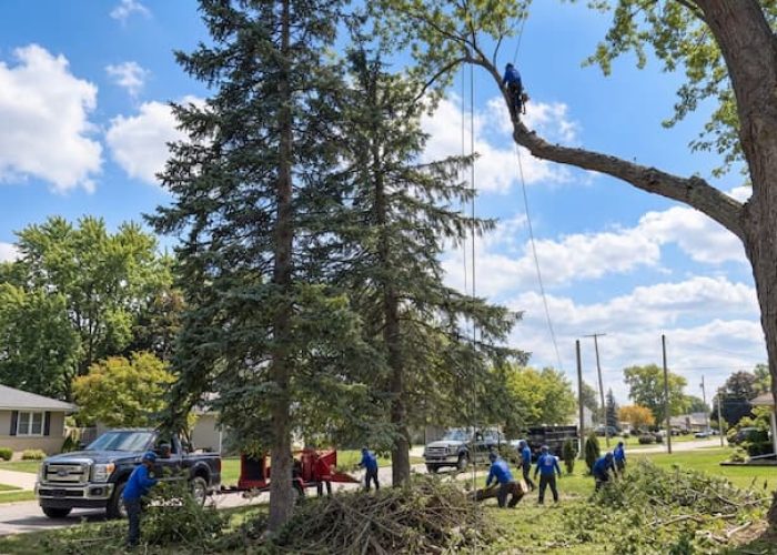 tree triming img3